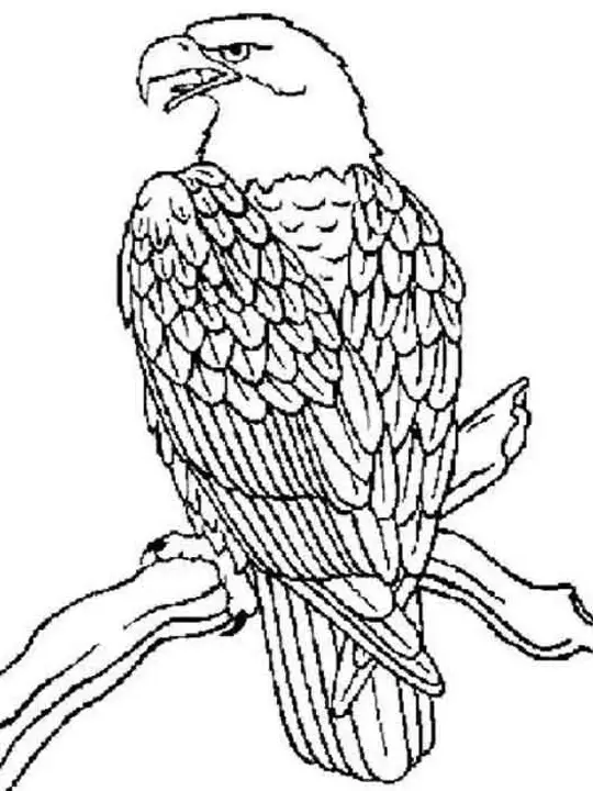 eagle coloring pages for adults - photo #14
