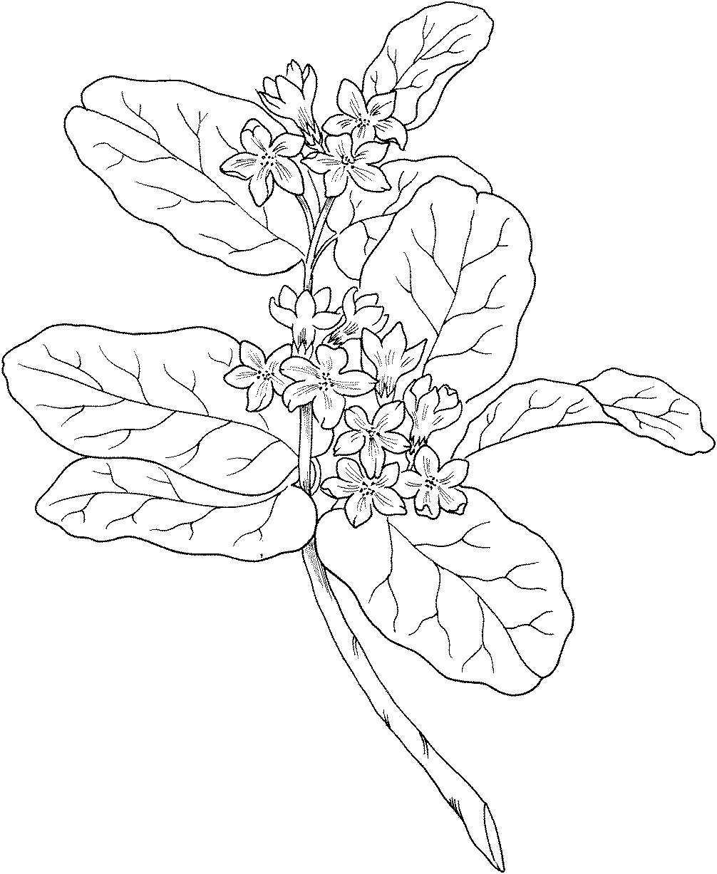 Flor de mayo para colorear